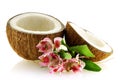 Two pieces of ripe coconut with flowers Royalty Free Stock Photo