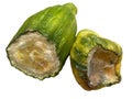 Two pieces of rotten cucumber Royalty Free Stock Photo