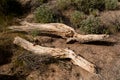 Wooden Saguaro Cacti Skeletons in Natural Setting