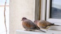 Two pieces of turtle doves and pigeons on metal platform