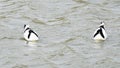 Two pied avocets Symmetric diving Royalty Free Stock Photo