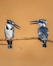 Two Pied kingfishers standing on a tree branch under the sunlight with a blurred background Royalty Free Stock Photo