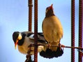 Two pied myna or Asian pied starling Gracupica contra sitting on rod Royalty Free Stock Photo