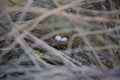 Two pigeon eggs in bird`s nest.Bird nest white dove pigeon eggs lay on the nest in morning sunlight Royalty Free Stock Photo