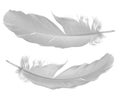 Two pigeon feathers on white Royalty Free Stock Photo