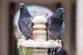 Two pigeon on fountain