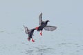 Two pigeon guillemot fly just above water.