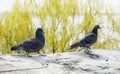 Two pigeons Royalty Free Stock Photo