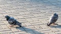 Two pigeons angry at each other Royalty Free Stock Photo