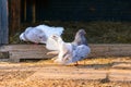 Two pigeons in the backyard Royalty Free Stock Photo