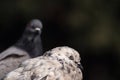 Two pigeons close-up Royalty Free Stock Photo