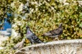 two pigeons cool off in the fountain in Chania Royalty Free Stock Photo