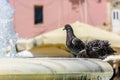 two pigeons cool off in the fountain Royalty Free Stock Photo