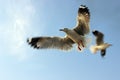 Two Pigeons / Dove in blue sky Royalty Free Stock Photo