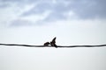 Two pigeons doves kissing or fighting high on wire on blue sky background