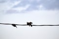 Two pigeons doves kissing or fighting high on wire on blue sky background