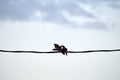 Two pigeons doves kissing or fighting high on wire on blue sky background