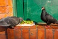 Two pigeons eat a pie left near a fast food restaurant