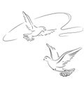 Two pigeons in flight. Outline