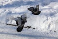 Two pigeons in flight Royalty Free Stock Photo