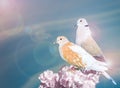 Two pigeons on a flower branch on a blue background with free space for text. Royalty Free Stock Photo