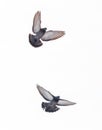 Two pigeons flying in the sky Royalty Free Stock Photo