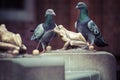 Two pigeons and Fountain with golden lucky frog - the symbol of Royalty Free Stock Photo