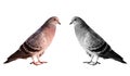 A couple with a symbolic kind of ring-doves birds.