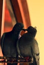 Two pigeons kissing each other on the wall romantic couple Royalty Free Stock Photo