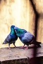 Pigeons kissing on a ledge Royalty Free Stock Photo