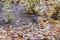 Two pigeons are looking for food in the leaves Royalty Free Stock Photo