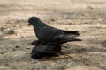 Two pigeons love each other outside Royalty Free Stock Photo