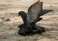 Two pigeons love each other outside Royalty Free Stock Photo