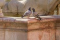 Two pigeons resting on the Neptune Fountain Rome, Italy Royalty Free Stock Photo