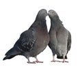 Two pigeons in love Royalty Free Stock Photo