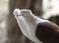 Two doves kissing each other