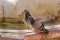 Two pigeons in love resting on the Neptune Fountain Rome, Italy Royalty Free Stock Photo