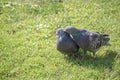 Two pigeons love tender care from male bird on green grass lawn on sunny day Royalty Free Stock Photo