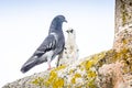 Two pigeons in love Royalty Free Stock Photo