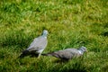 two still pigeons on the grass