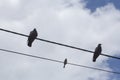 Three birds on the telephone wires