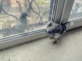 Two pigeons on opposite sides of a window pane. One bird on the windowsill inside, and the other outside on an autumn-winter Royalty Free Stock Photo