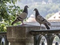 Two pigeons on an ornate wrought iron fence Royalty Free Stock Photo