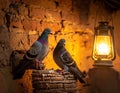Two pigeons perched near lantern brick wall backdrop warmly lit interior Royalty Free Stock Photo