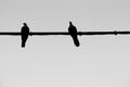 Two pigeons perched on power line Royalty Free Stock Photo