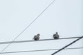 Two pigeons perched on power lines against a clear sky.