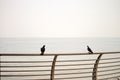 Two pigeons perched on railing by the sea Royalty Free Stock Photo