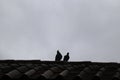 Two pigeons perched on the roof of the house on the sunset sky background Royalty Free Stock Photo