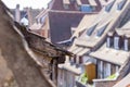 Two pigeons perched on the roof of a townhouse