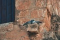 Two pigeons perched on the wall of an old Aegean town stone house and getting closer to each other